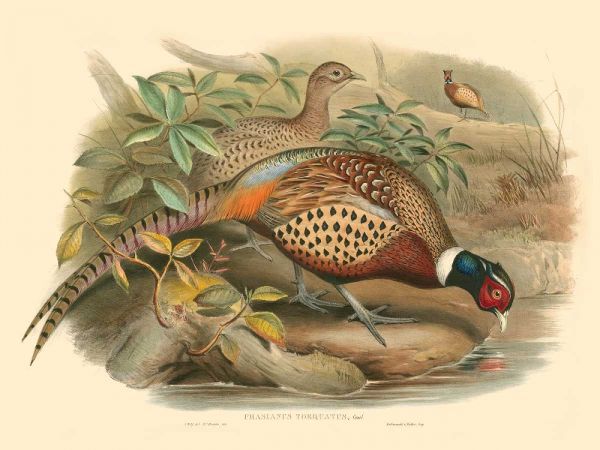 Gould Pheasants I