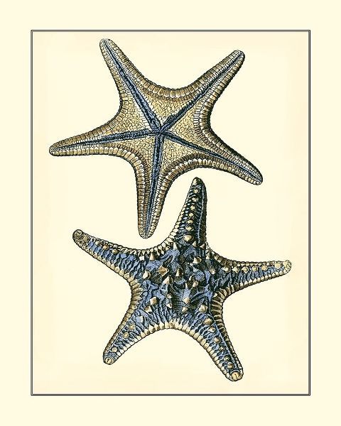 Antique Blue Starfish II