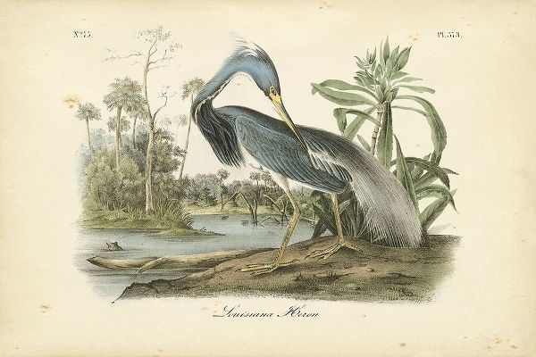 Audubons Louisiana Heron