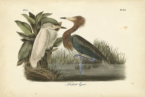 Audubons Reddish Egret