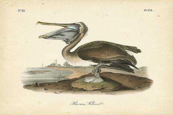 Audubons Brown Pelican