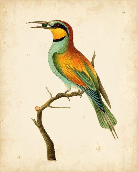 Nodder, Frederick P. 아티스트의 Nodder Tropical Bird I작품입니다.