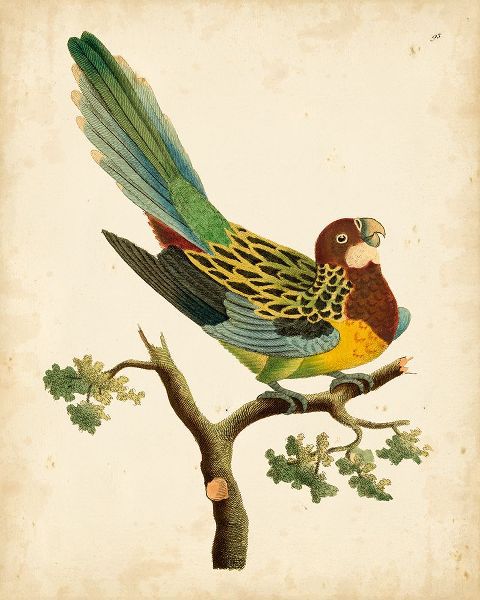 Nodder, Frederick P. 아티스트의 Nodder Tropical Bird II작품입니다.