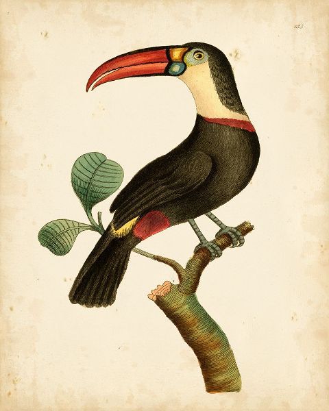 Nodder, Frederick P. 아티스트의 Nodder Tropical Bird III작품입니다.