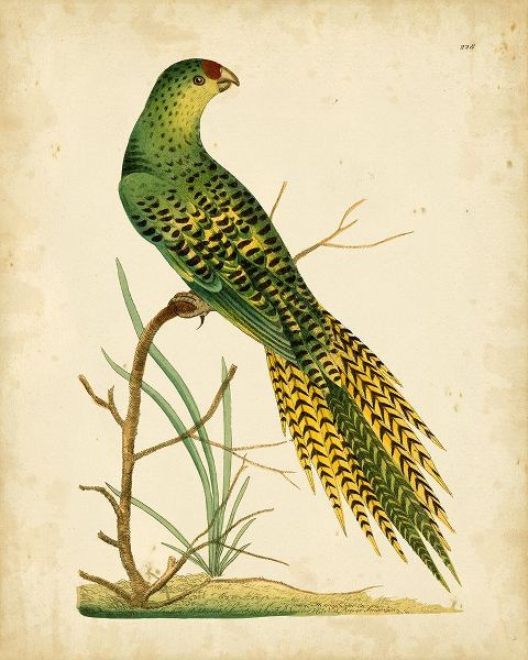 Nodder, Frederick P. 아티스트의 Nodder Tropical Bird IV작품입니다.