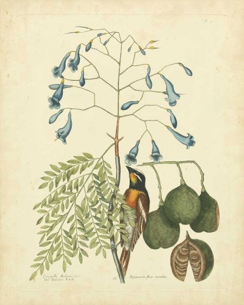 Catesby Bird and Botanical II
