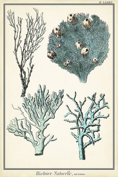 Oversize Coral Species II