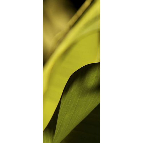Leaf Detail I