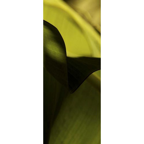 Leaf Detail II