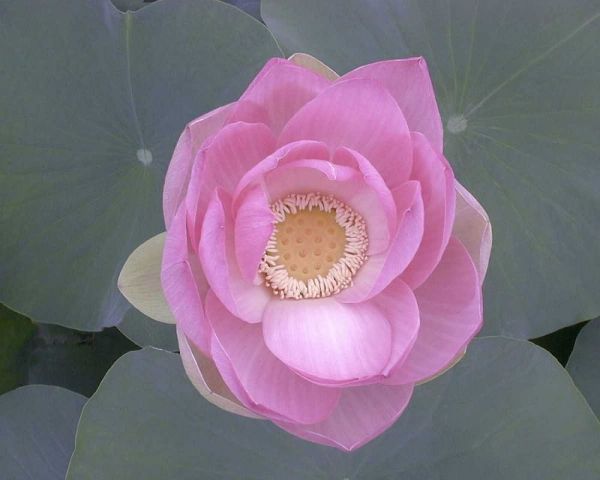 Blushing Lotus I