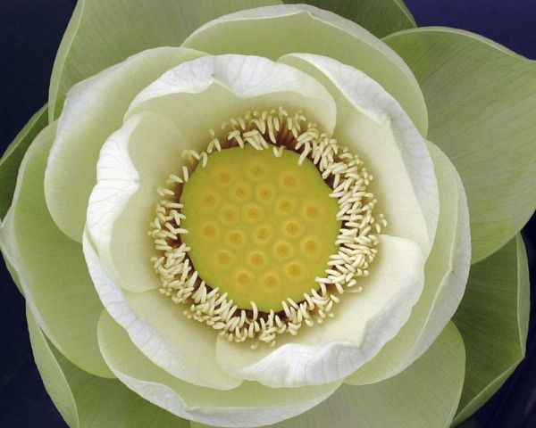 Delicate Lotus II