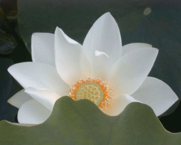 Delicate Lotus III