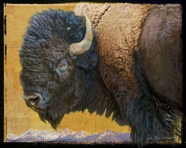 Bison Portrait III