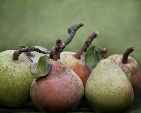 Comice Pears I