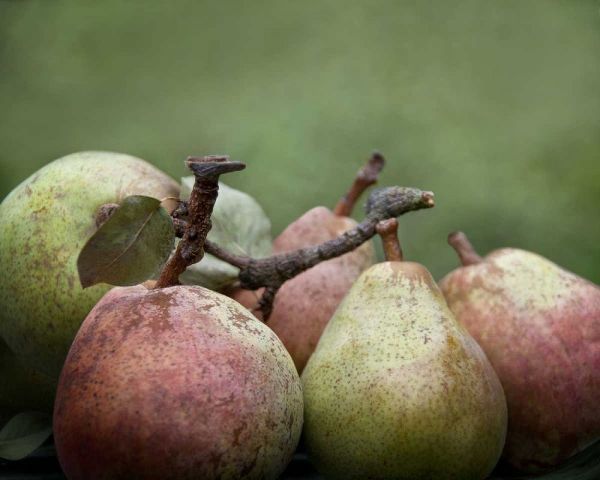 Comice Pears II