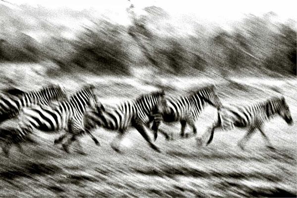 Stampeding Zebra