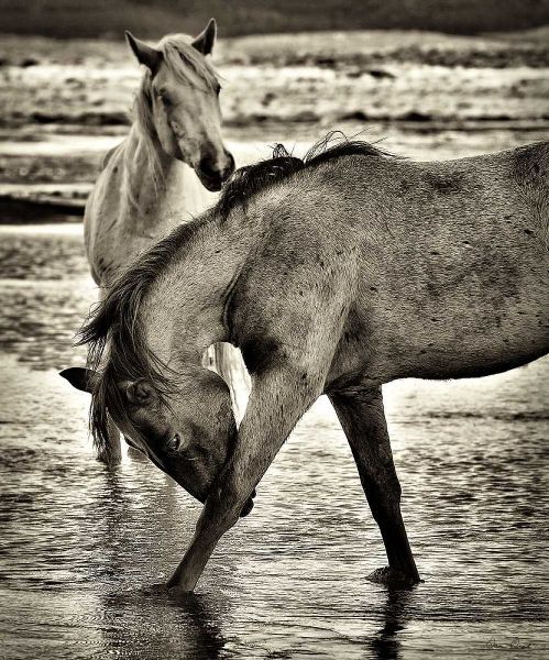 Beach Horses I