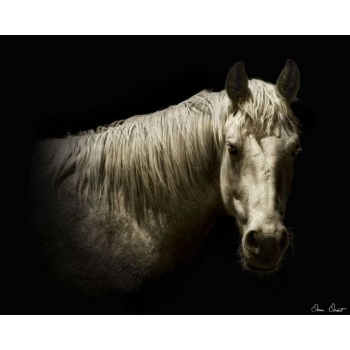 Horse Portrait VI