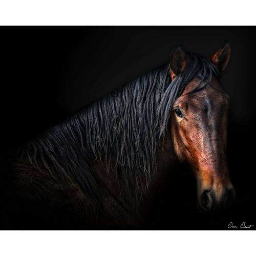 Horse Portrait VII
