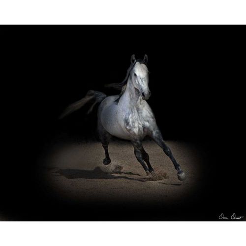 Horse Portrait IX
