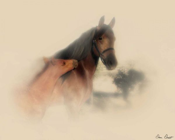 Horse Portrait X