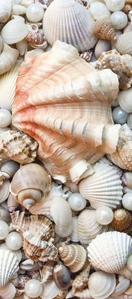 Shell Menagerie I