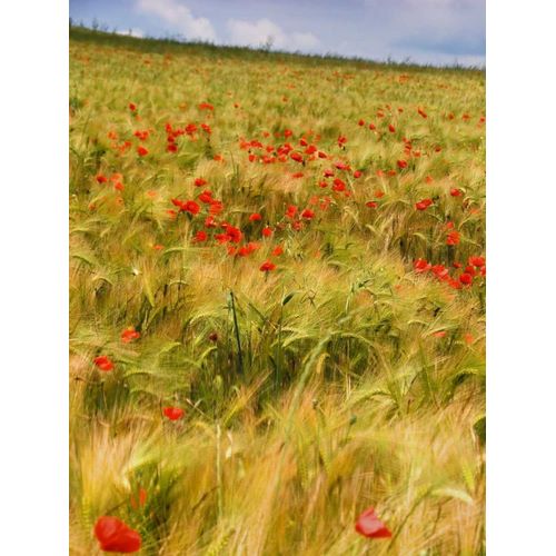 Poppies in Field I