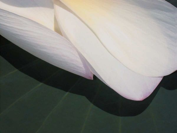 Lotus Detail II