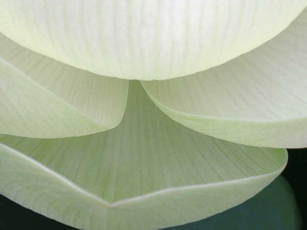 Lotus Detail V