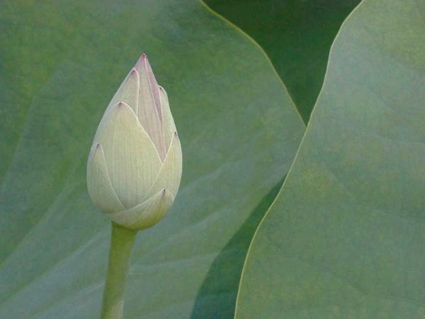 Lotus Detail VII