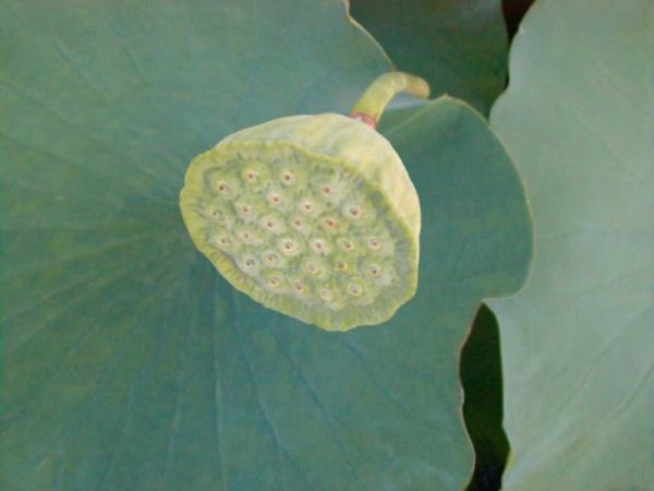 Lotus Detail VIII