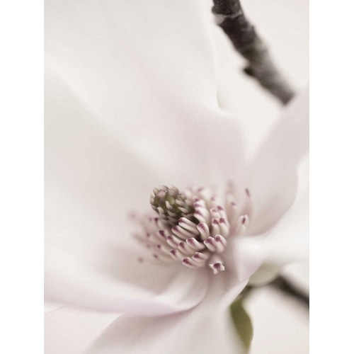Magnolia Blush II