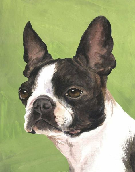 Dog Portrait-Boston