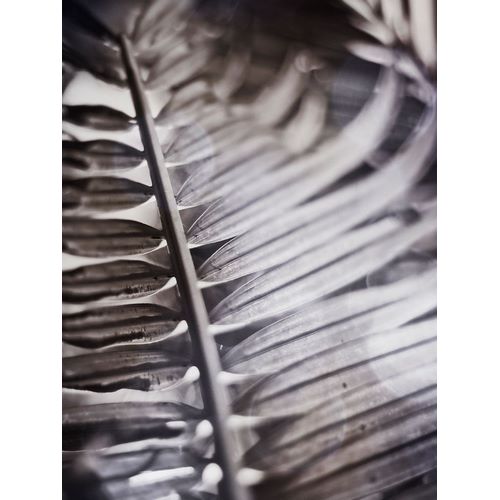 Silvery Frond I