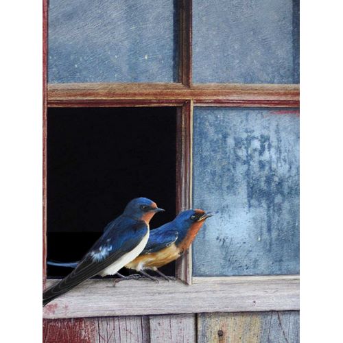 Barn Swallows Window