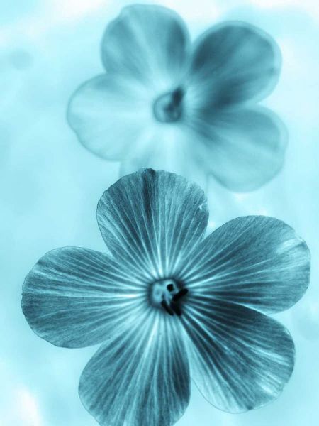 Forget Me Not Blue I