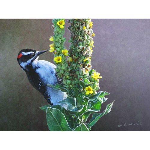 Woodpecker Mullen