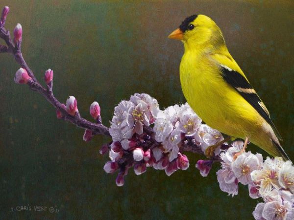 Goldfinch Flowers