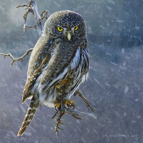 Owl in Winter II