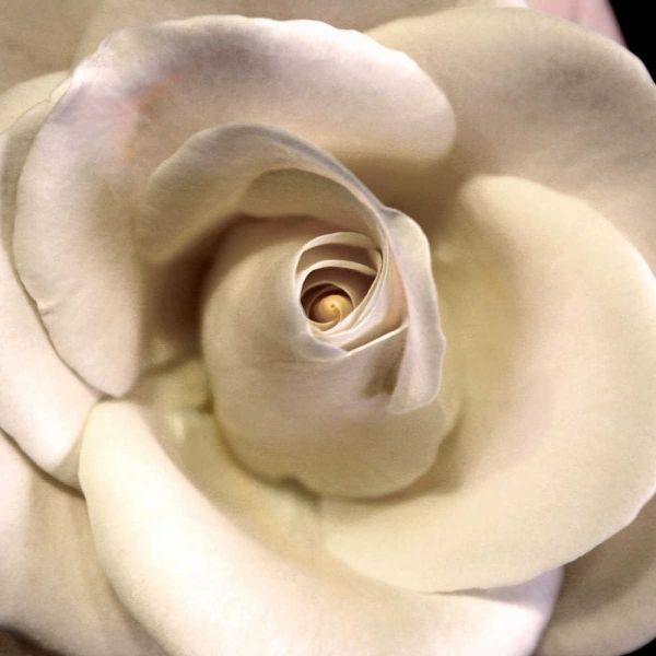 Blushing Rose I