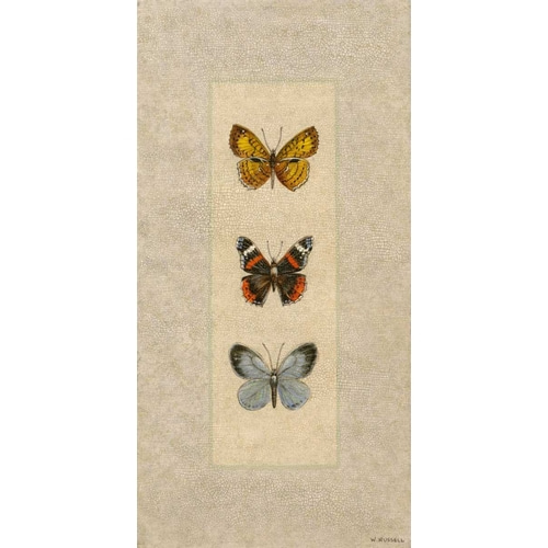 Butterfly Trio II