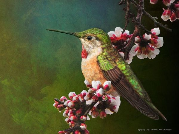 Hummer with Blossoms