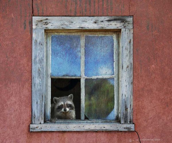 Raccoon Window