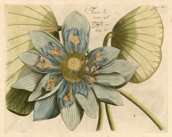 Blue Lotus Flower I