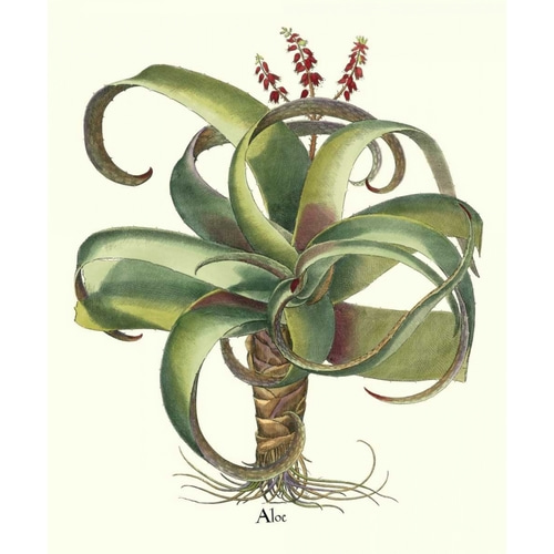 Besler Aloe