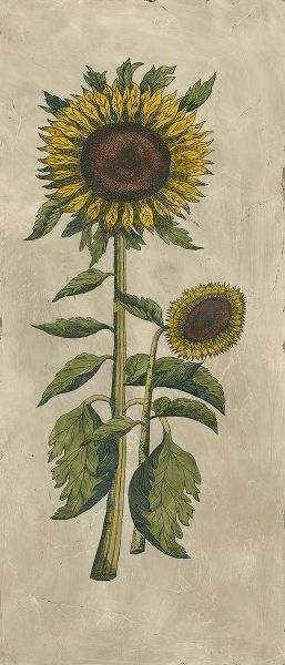 Sunflower Fresco I