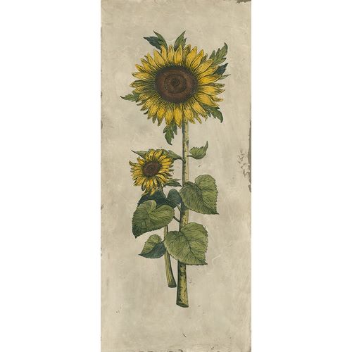 Sunflower Fresco II