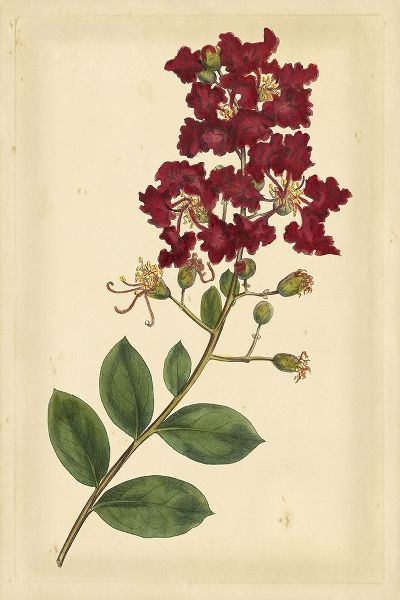 Floral Varieties II