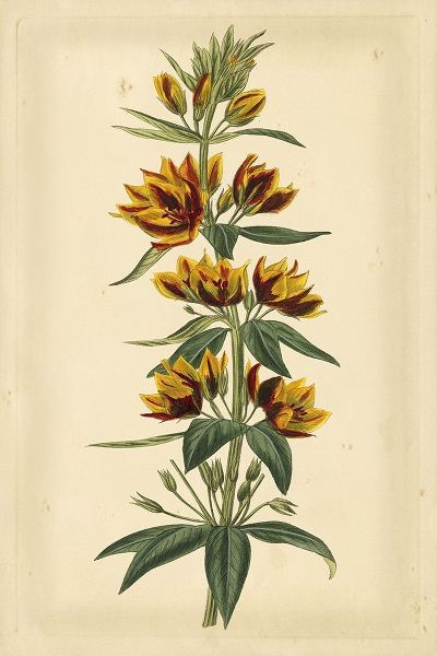 Floral Varieties IV