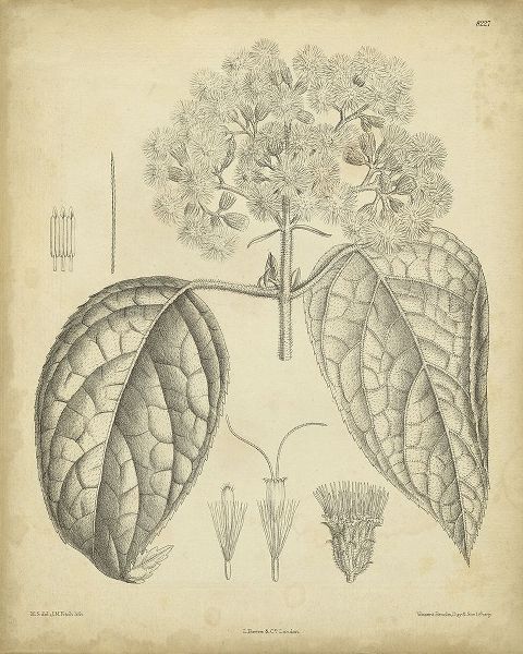 Vintage Curtis Botanical I